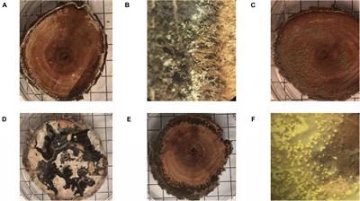 Competitive Advantage of Geosmithia morbida in Low-Moisture Wood May Explain Historical Outbreaks of Thousand Cankers Disease and Predict the Future Fate of Juglans nigra Within Its Native Range